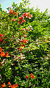 Photo_7
