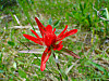 2014626dsc09846castillejaspecies