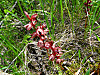 2014626dsc09847striped_coralrootcor