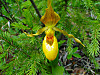 2014626dsc09857yellow_ladysslipperc