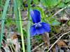 2014626dsc09860early_blue_violetvio