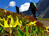 2014627dsc00014glacier_lilyerythron