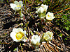 2014627dsc00022western_anemoneanemo