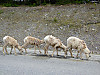 2014627dsc00088