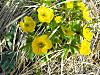 2014627dsc09963alpine_buttercupranu