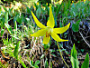 2014627dsc09996glacier_lilyerythron