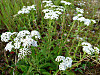 2014628dsc01248common_yarrowachille