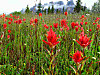 2014628dsc01251castillejaspecies