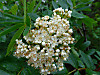 2014628dsc01267western_mountainashs