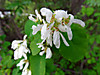 2014628dsc01274saskatoonamelanchier