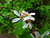 2014628dsc01295saskatoonamelanchier