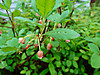 2014628dsc01296falseazaleamenziesia