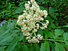 2014628dsc01297black_elderberrysamb