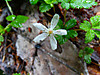 2014628dsc01307fiveleaved_brambleru