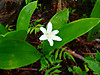 2014628dsc01309queens_cupclintonia_