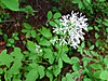 2014628dsc01313baneberryactaea_rubr