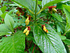 2014628dsc01315bracted_honeysucklel