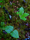 2014628dsc01320heartleaved_twayblad