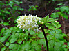 2014628dsc01328baneberryactaea_rubr