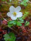 2014628dsc01345northern_anemoneanem