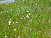 2014628dsc01352tall_cottongrasserio