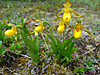 2014628dsc01360yellow_ladysslipperc