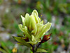 2014628dsc01362castillejaspecies