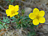 2014628dsc01364shrubby_cinquefoilpo