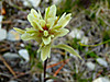 2014628dsc01376castillejaspecies