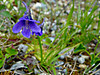 2014628dsc01383common_butterwortpin