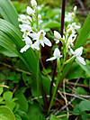 2014628dsc01387roundleaved_orchidor