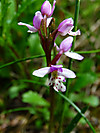 2014628dsc01394roundleaved_orchidor