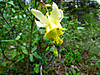 2014628dsc01404yellow_columbineaqui