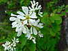 2014628dsc01424saskatoonamelanchier