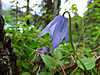 2014628dsc01425blue_clematisclemati