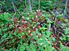 2014628dsc01428western_meadow_rueth