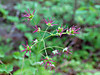 2014628dsc01430western_meadow_rueth