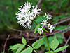 2014628dsc01431baneberryactaea_rubr