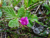 2014629dsc01516dwarf_raspberryrubus