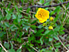 2014629dsc01517diverseleaved_cinque