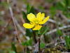 2014629dsc01549alpine_buttercupranu