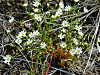 2014629dsc01555alpine_chickweedcera