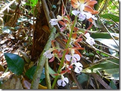 57下山口にあったランの花