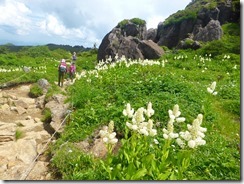 2-22コバイケソウの群落の登山道