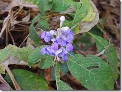 2-36トレッキング中でであった花、今は乾季で花芽が少ないらしい