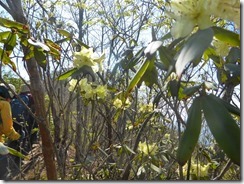 21登山道わきにヒカゲツツジが咲いています