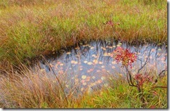12小さな池塘のヒツジグサの葉紅葉