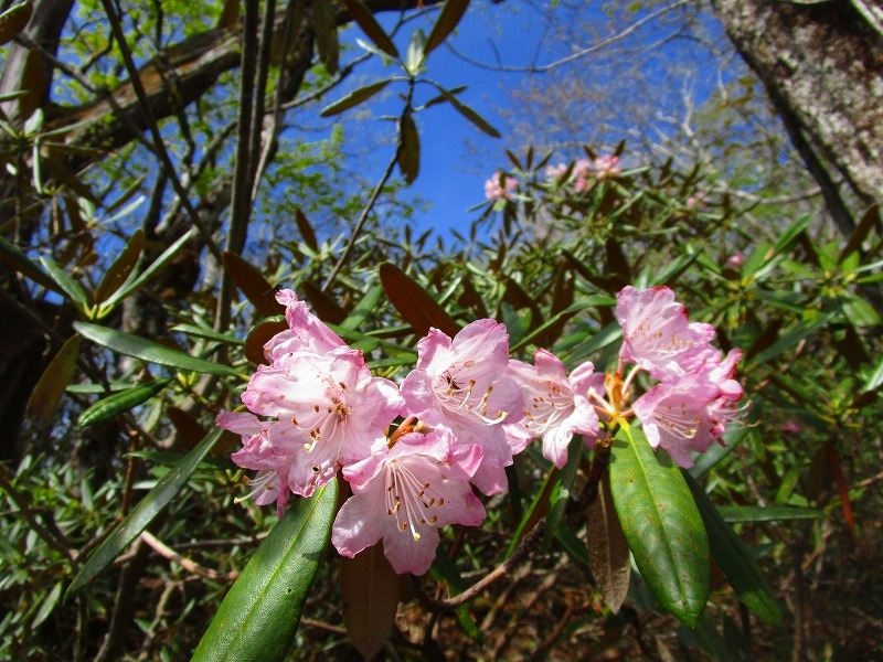 烏帽子岳 脊梁 熊本県 九州百名山 サンサン山倶楽部 山旅日記