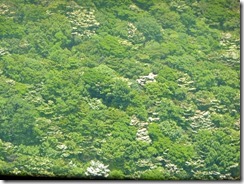 20山頂から見るヤマボウシ