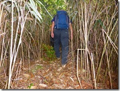 1-21再び笹林の歩きにくい登山道を進みます